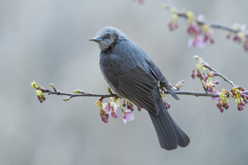 ヒヨドリ(Brown-eared Bulbul)