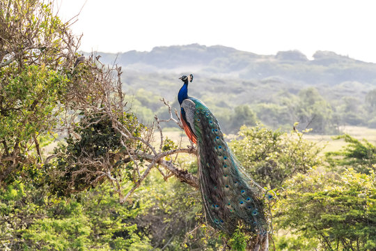 Fototapeta Peacock or Pavo cristatus
