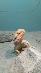 イグアナ