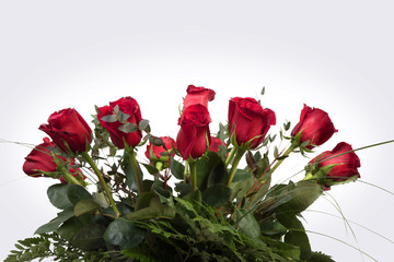 Rosen; rote Rosen;Blumen:Natur