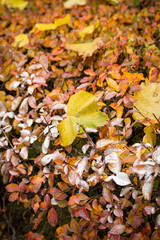 Close up of tree leaf fallen in bushes in autumn colors