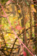 Close up of tree leaf in autumn colors between branches