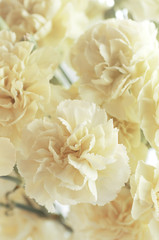 floral background of beige carnations