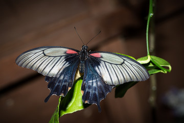 This  butterfly its name Papilio maackii Menetries