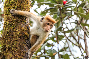Sri-Lankan toque macaque