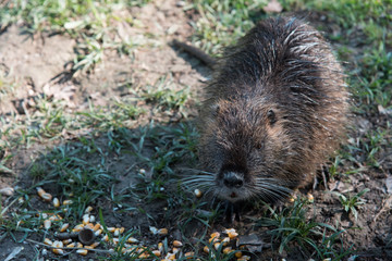 Nutria walking