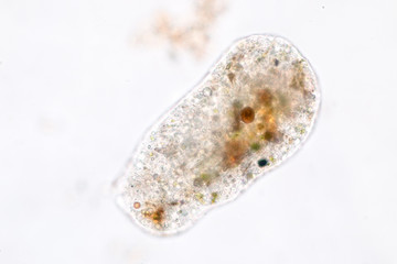 Amoebae move and feed by using pseudopods, which are bulges of cytoplasm formed by the coordinated...