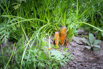 Fresh organic carrots with green leaves in the ground.