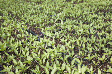 sapling-young baby plants 