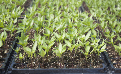 sapling-young baby plants 