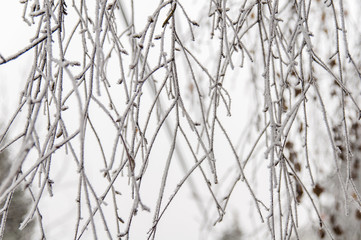 Snow on branches on cloudy winter day