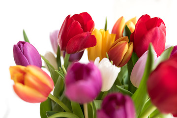 Beautiful colored tulips in spring