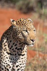 Young Male Leopard