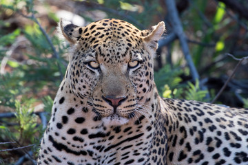Young Male Leopard