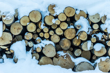 Close up of snow covered trees and logs in winter