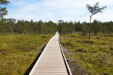 Wide wooden walkway on Viru Raba bog in Estonia going to the a small coniferous forest of pines