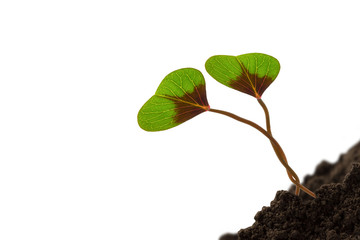 two seedlings in love © winyu