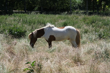 Pony 