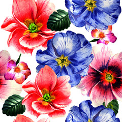 Wildflower Primrose flower pattren in a watercolor style isolated.