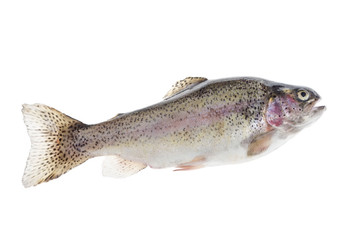 fresh, Trout fishing, river trout Raimbox breed curtout