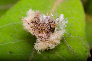 macro