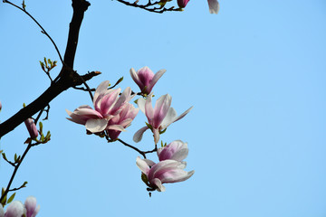 magolia