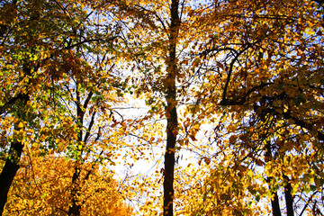 Fototapeta na wymiar Blick in den Himmel durch Herbstbäume