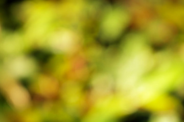 Green bush have sunlight abstract bokeh, for graphic background.