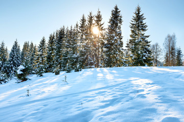 Winter forest in snow at hill