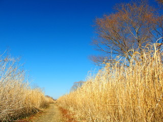 冬の河川敷の小路風景