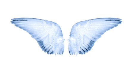 wings of bird on white background