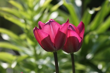 Tulpen im Gegenlicht