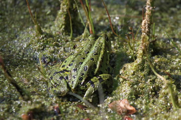 Frosch