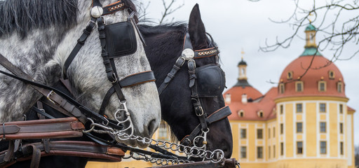 Pferde Panorama Schloss Moritzburg © Animaflora PicsStock
