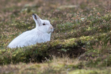 Close up of Mountain Hare (Lepus timidus)