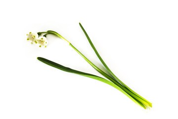 Fototapeta premium spring flowers snowdrops