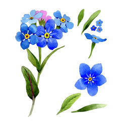 Wildflower myosotis arvensis flower in a watercolor style isolated.