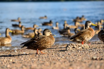 Wild ducks. Birds