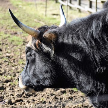 Der Auerochse, ein Urrind, ist eigentlich ausgestorben, eine Nachzucht lebt im Weilburger Tiergarten.