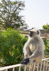 Animal a monkey in India South flat Langur

