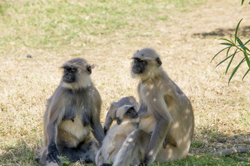 Animal a monkey in India South flat Langur

