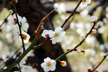 梅の花　古城