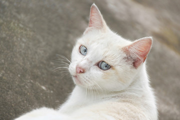 White cat laying, two eyes looking.