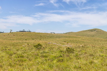 Horses at Itaimbezinho Canyon