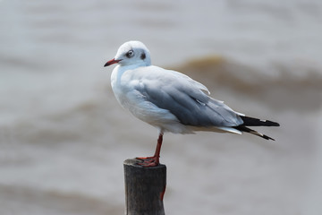 Seagull