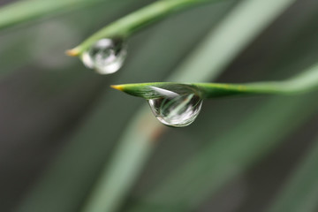 Two big droplet of dew