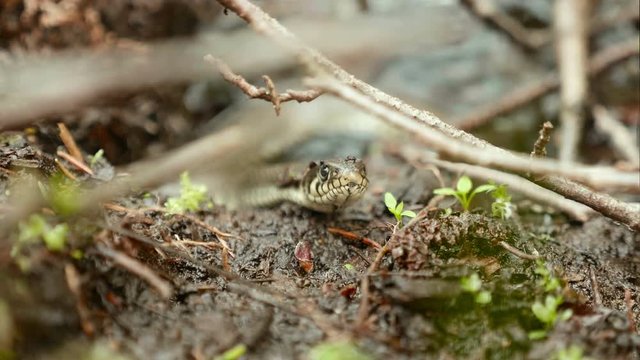 Grass snake. Close up shot. Clean and bright daytime