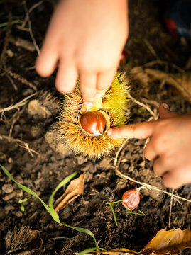 Boy's hands with chestnut in vineyard