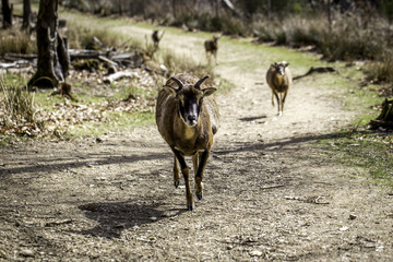 Laufende Rehe im Wald