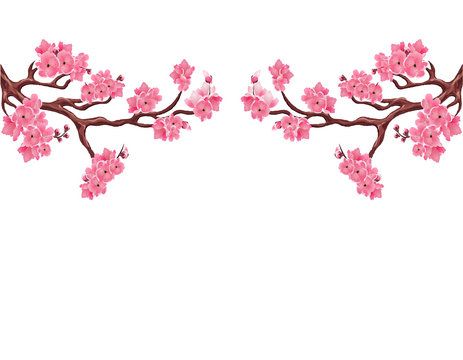 Two symmetrical branches with pink cherry blossoms. Sakura. Isolated on white background. illustration